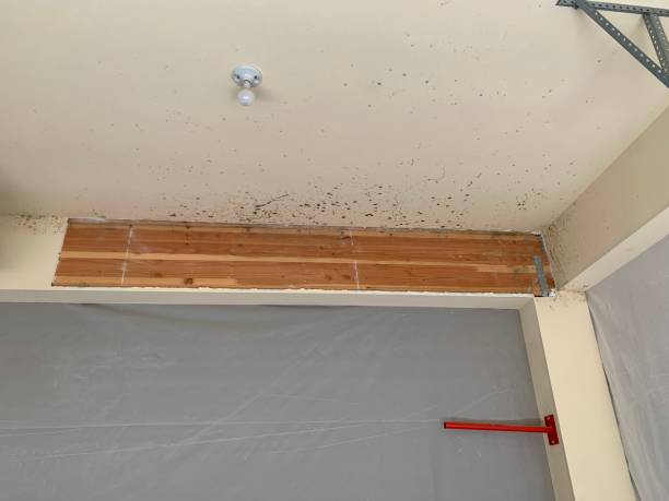 Best Crawl Space Mold Remediation  in Ridgecrest, FL