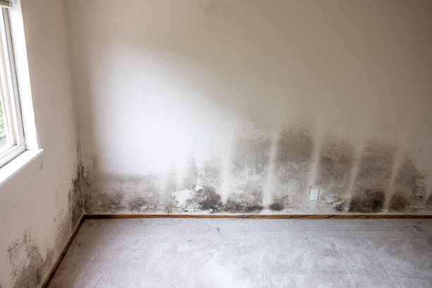 Best Mold Damage Restoration  in Ridgecrest, FL